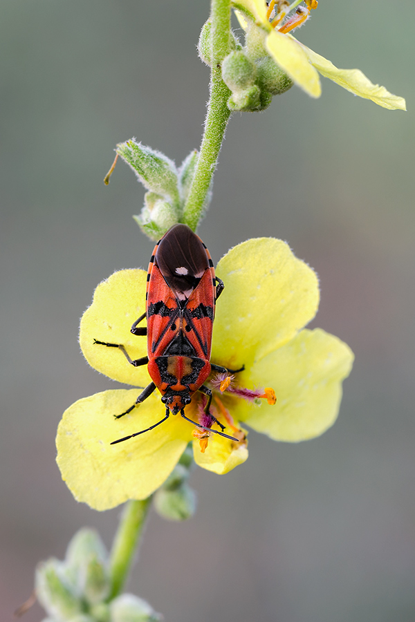 Lygaeidae, Spilostethus pandurus