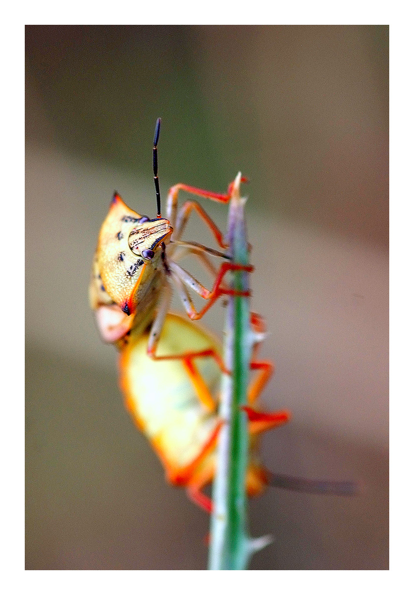 ...o famo strano???...