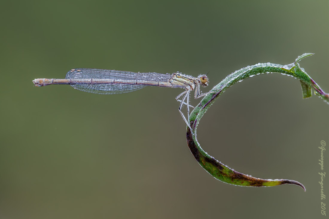 Platycnemis pennipes