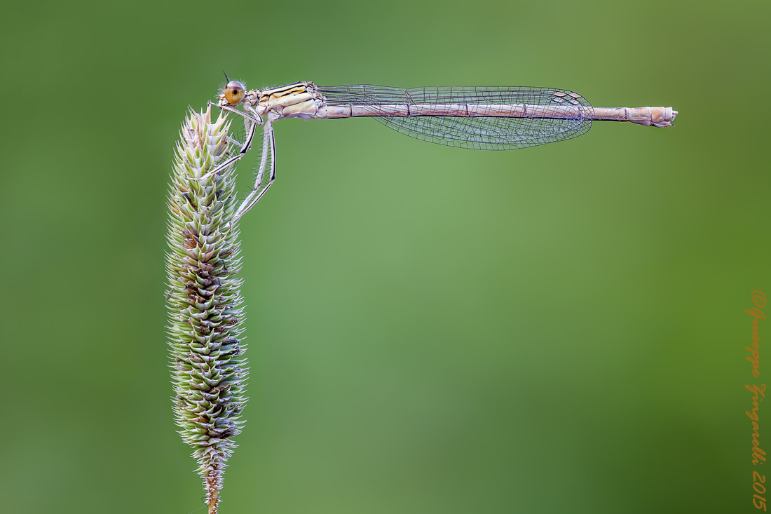 Angolo perfetto  "Platycnemis pennipes"