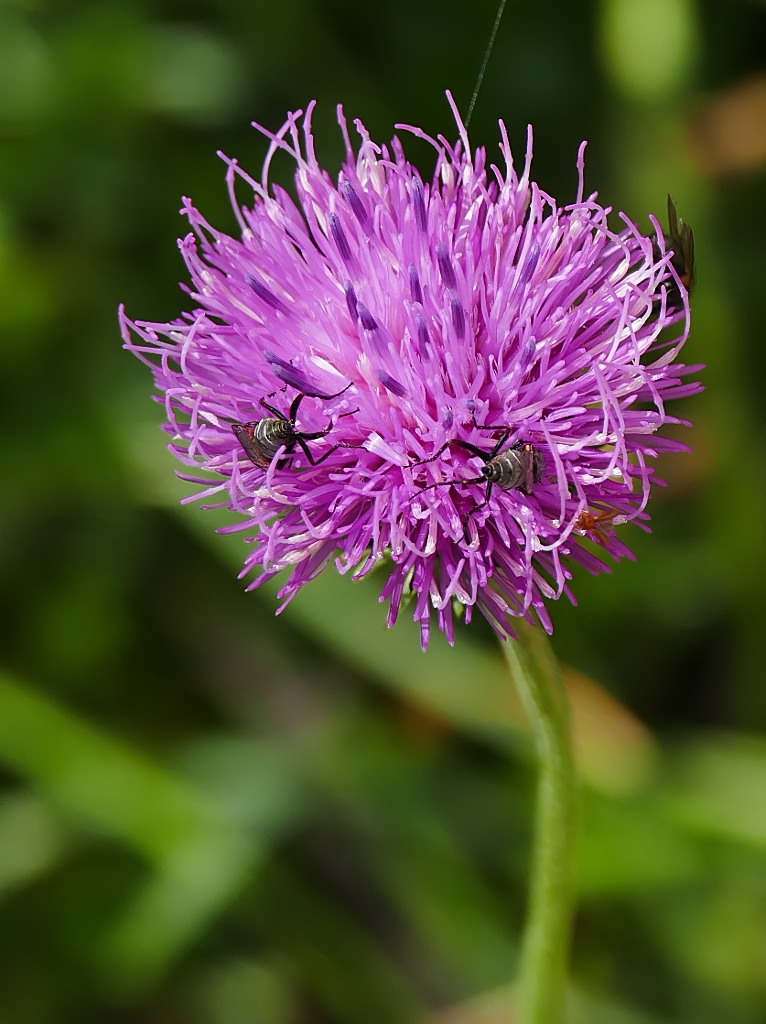 *** Piatto ricco mi ci ficco ***