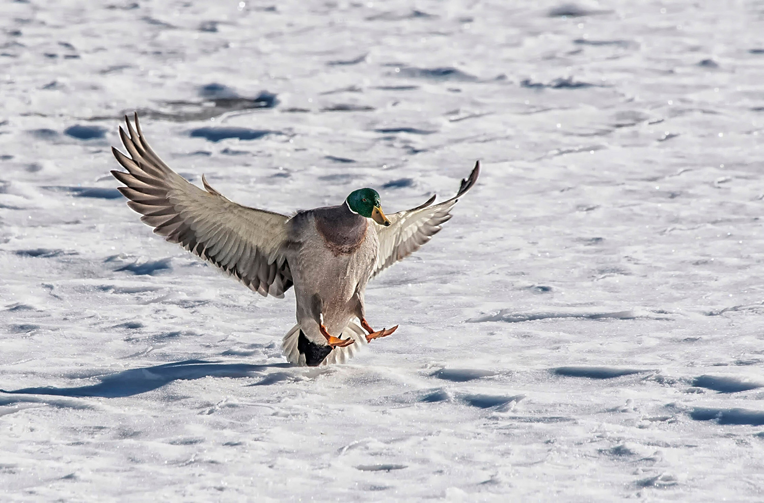 carrello fuori, flaps abbassati