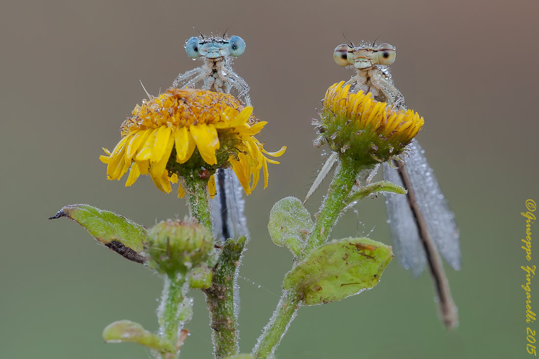 Maschio e femmina   Platycnemis pennipes