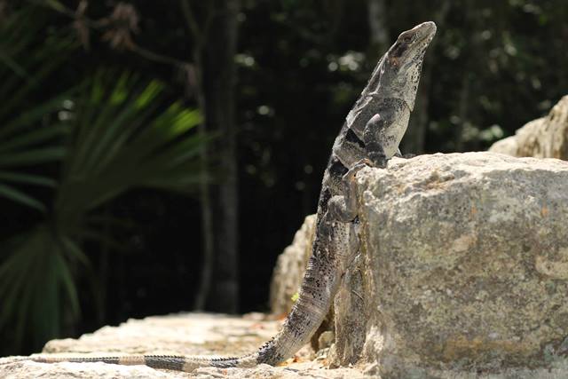 Iguana