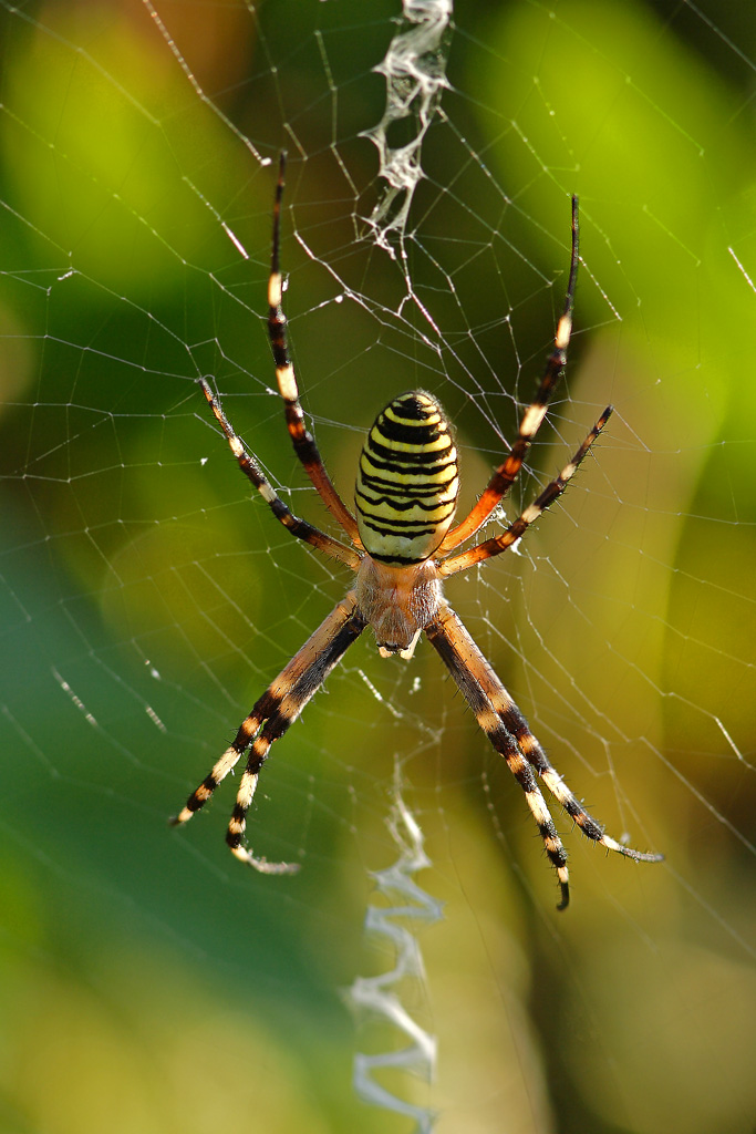 Argiope Bruenichi