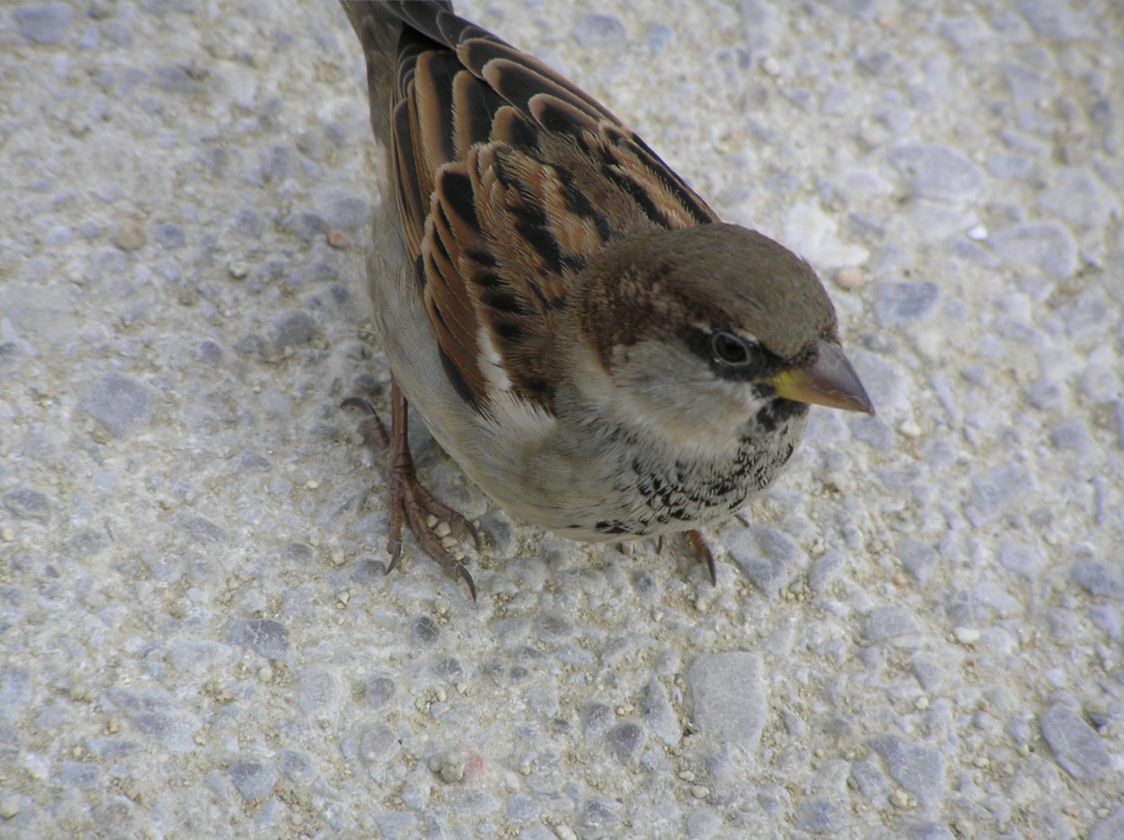 Passerotto non volare viaaaa!