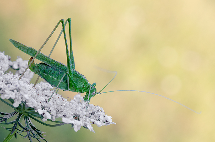 Tettigonia