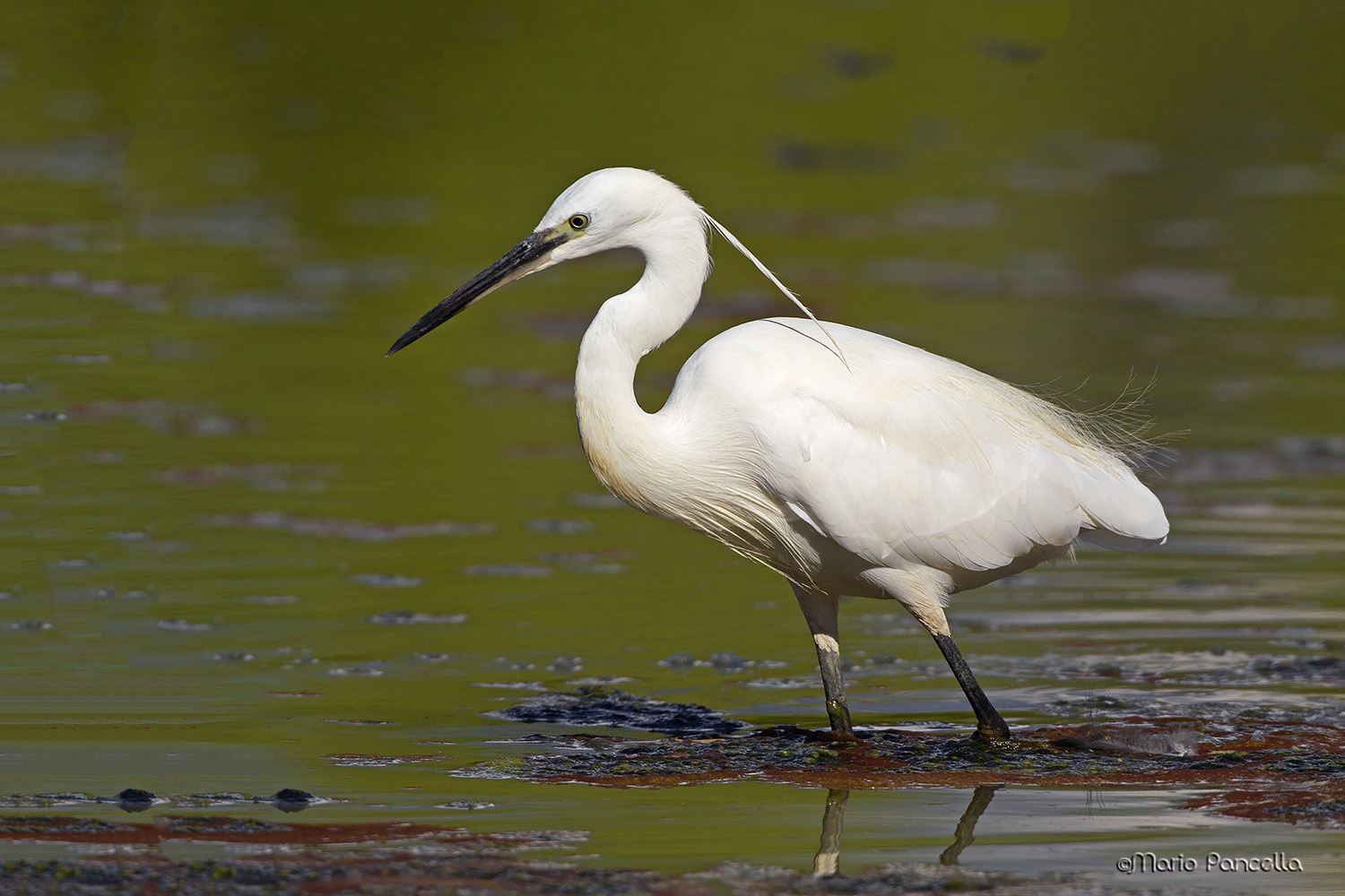 Garzetta (Egretta garzetta)