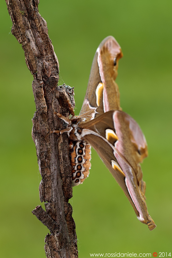 Il gigante... di profilo...
