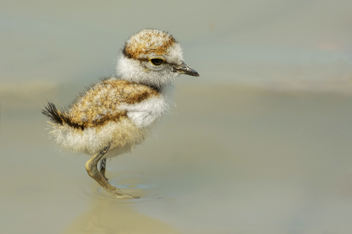 Pullo di Corriere piccolo (Charadrius dubius)