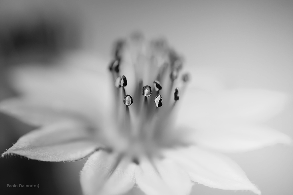 Non faccio foto di fiori