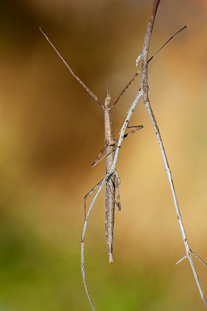 Una quasi somiglianza
