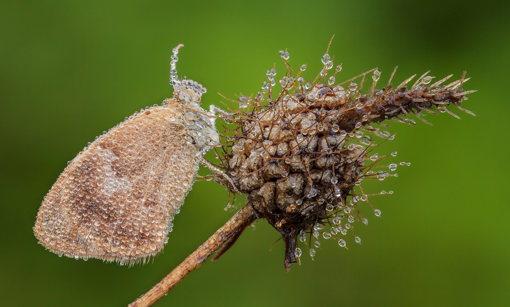 Coenonimpha pamphilius...