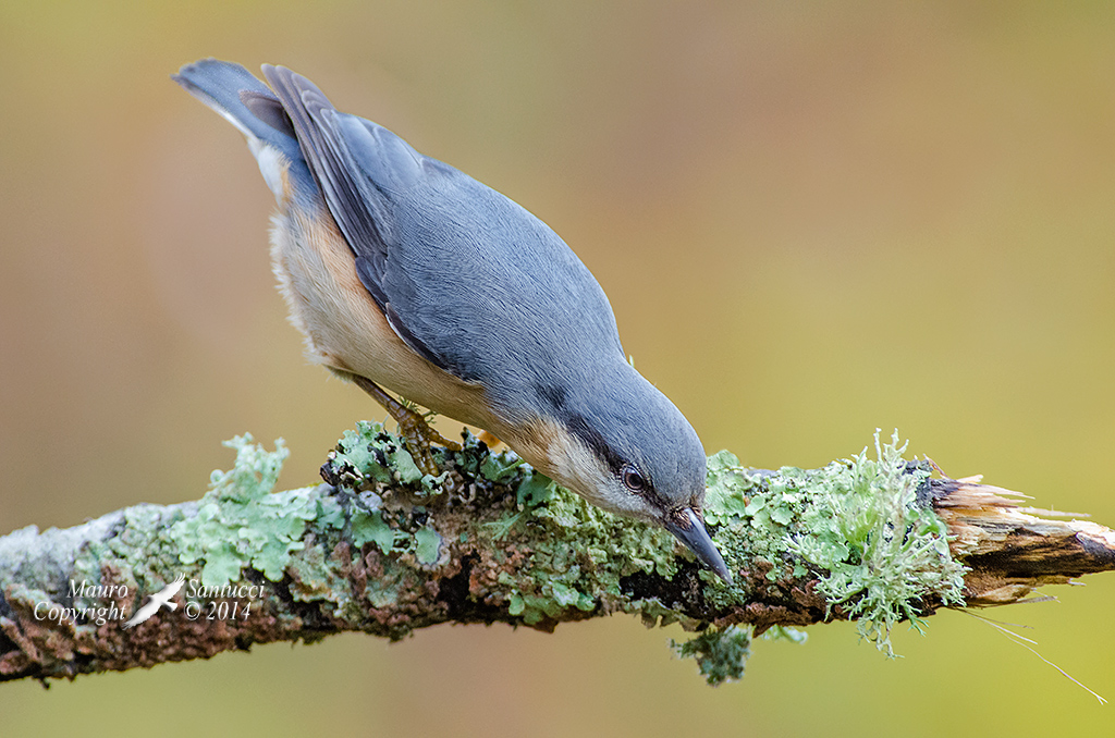 Concentrazione_Picchio Muratore