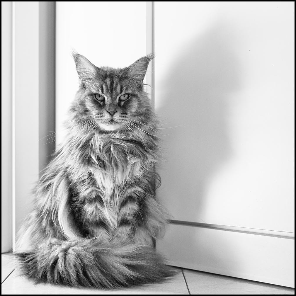 Zenobia - Per me meglio su fondo bianco.