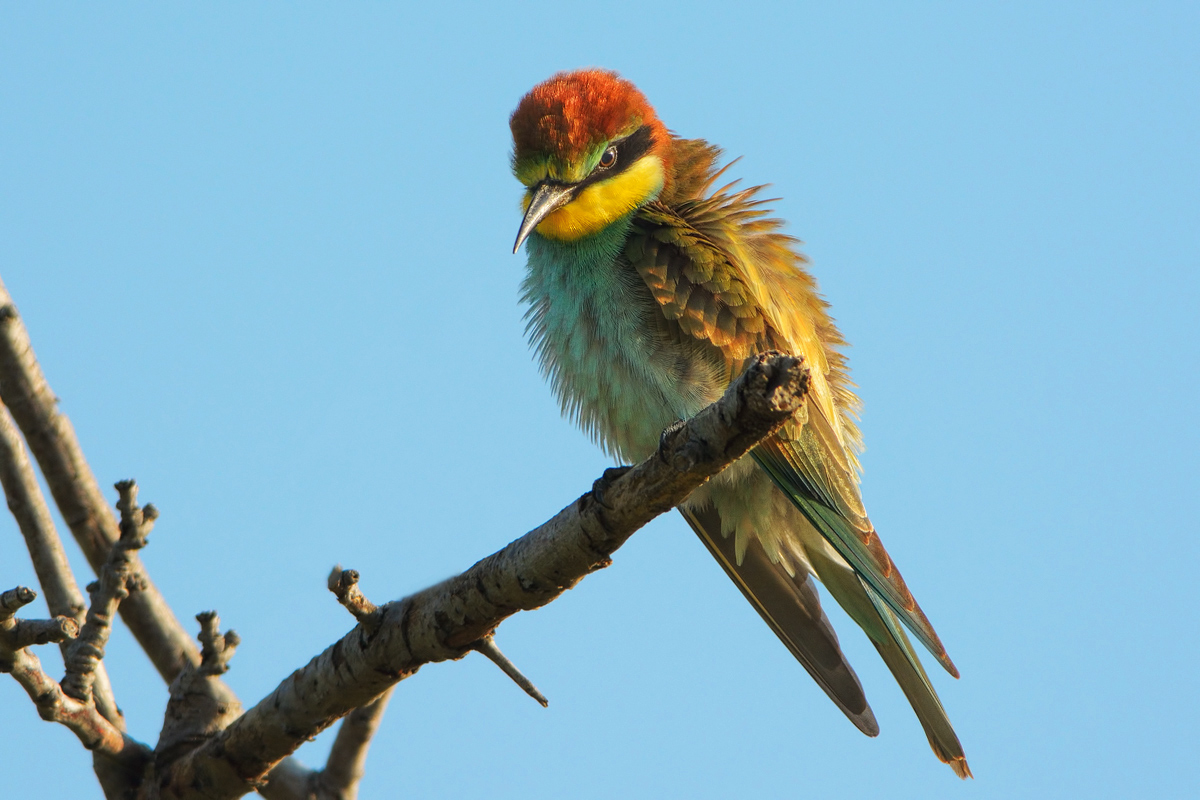 Gruccione (Merops apiaster)