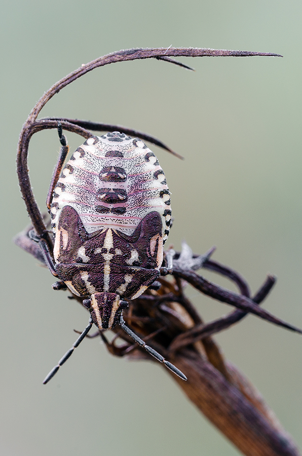 Ninfa di Carpocoris sp. - Pentatomidae