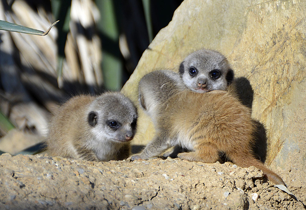 Cuccioli di Suricati  .... Giardino Zoologico di Pistoia