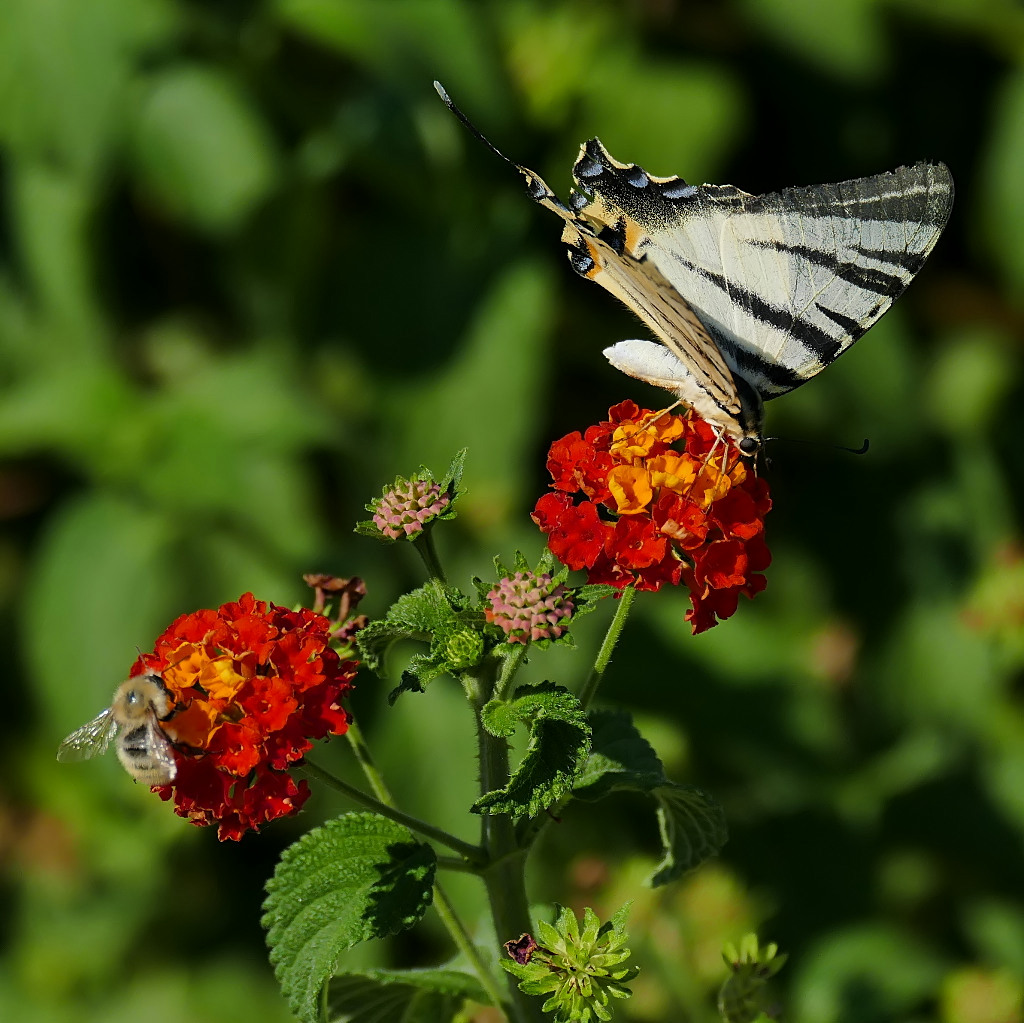 *** Un fiore per uno, non fa male a nessuno ***