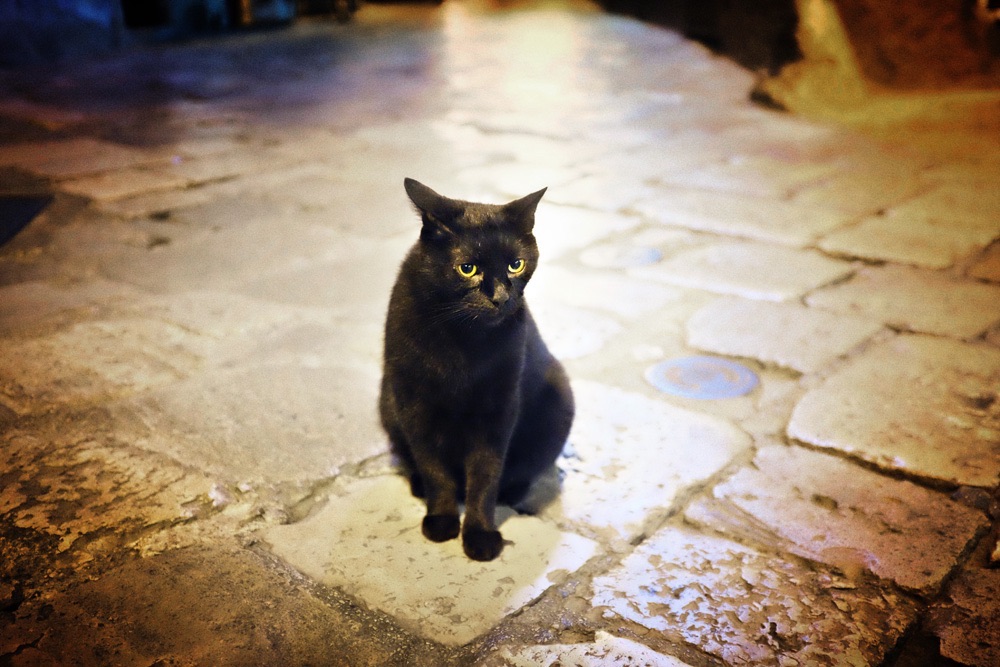 Gatto nero a Lecce