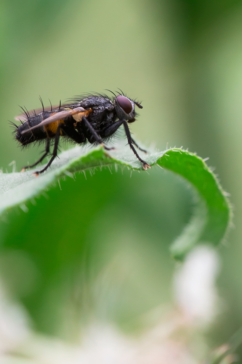 Il mio primo insetto