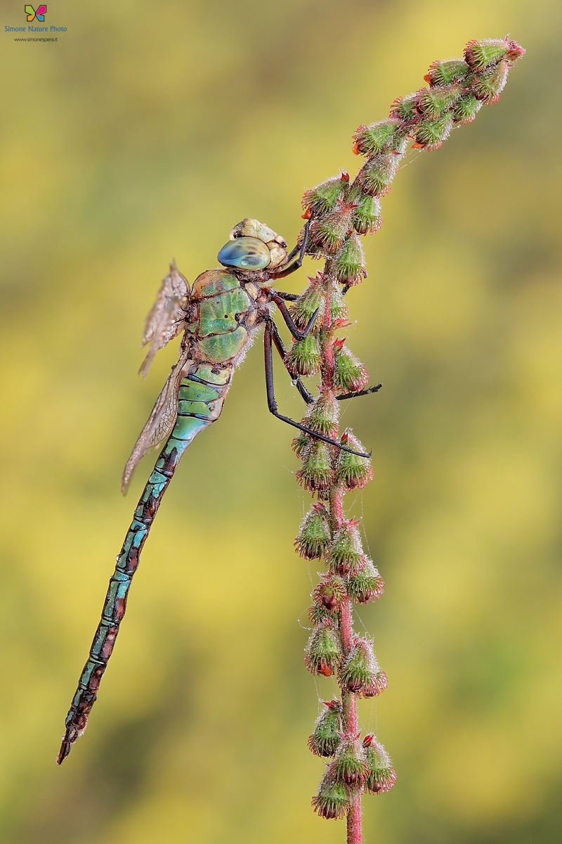 Il maschio che chiude il cerchio.....