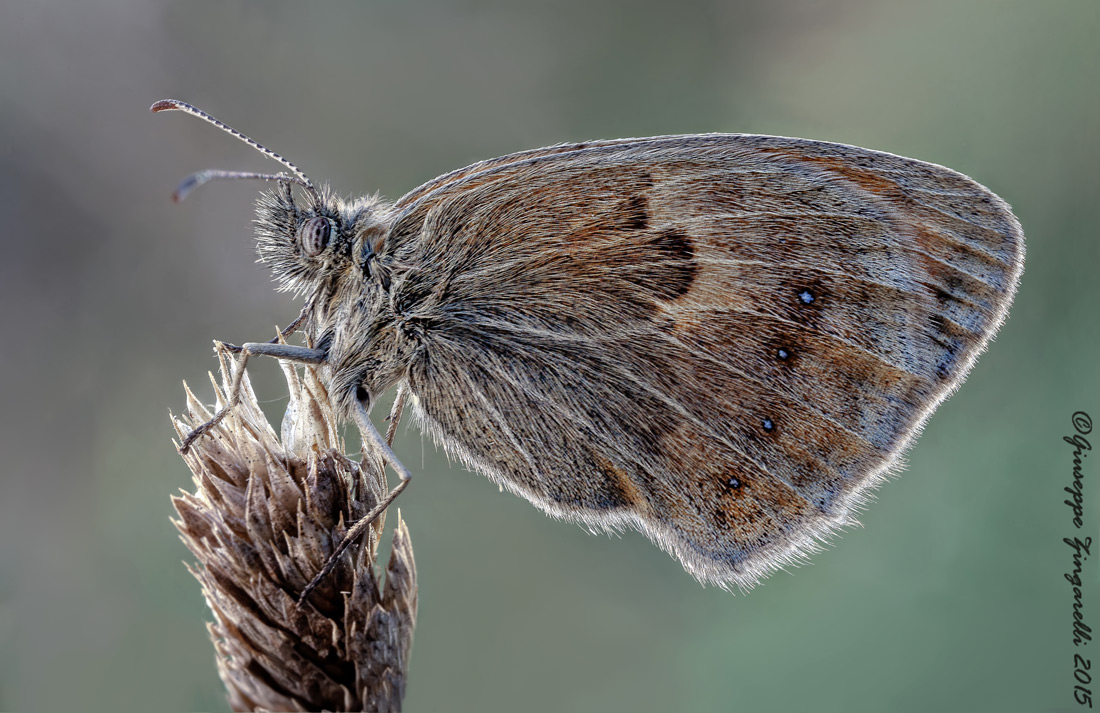 Coenonympha pamphilus
