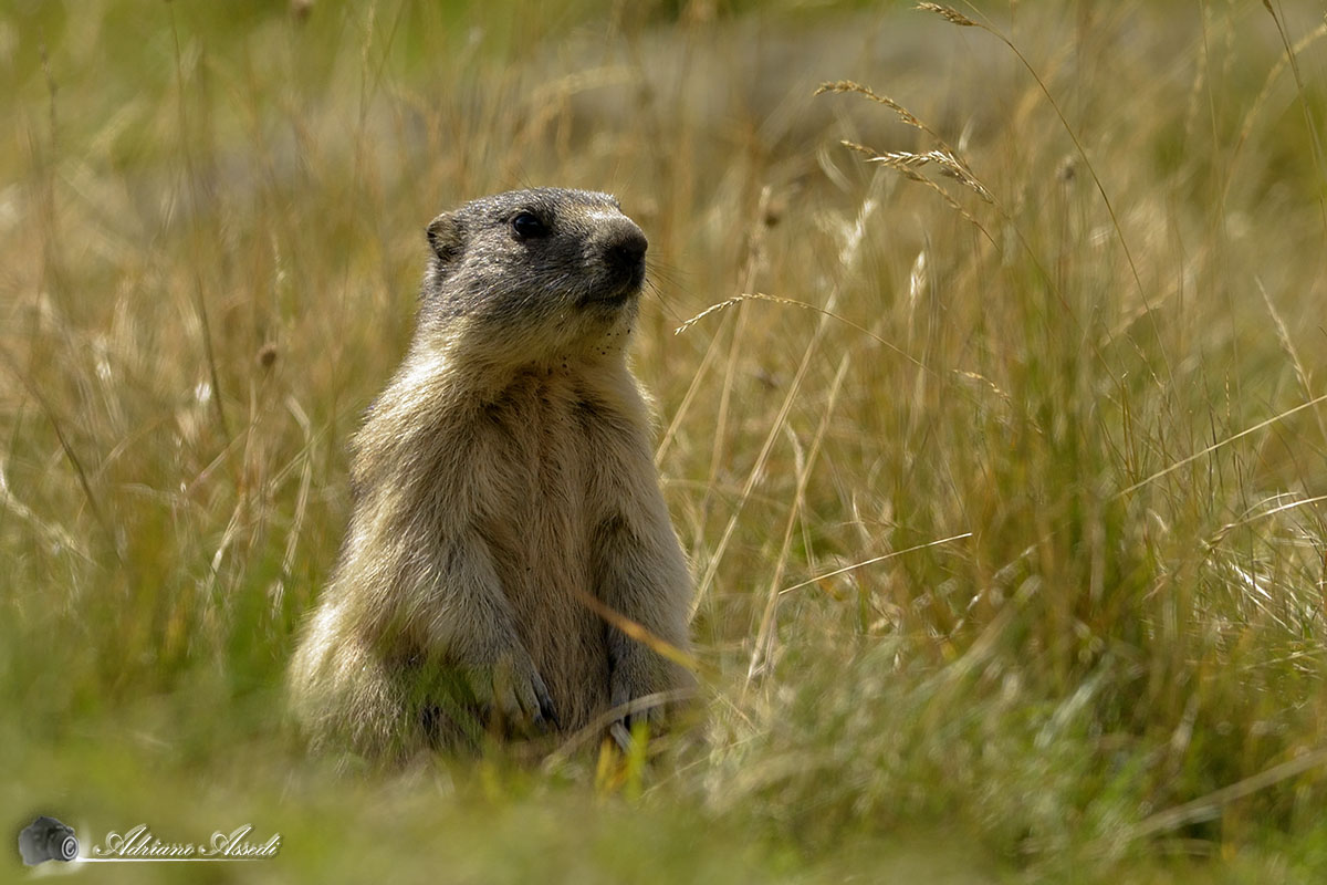 marmotta in postura da sentinella