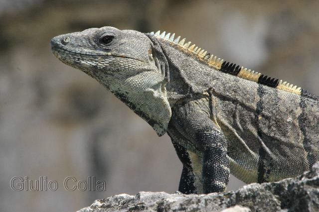 Iguana