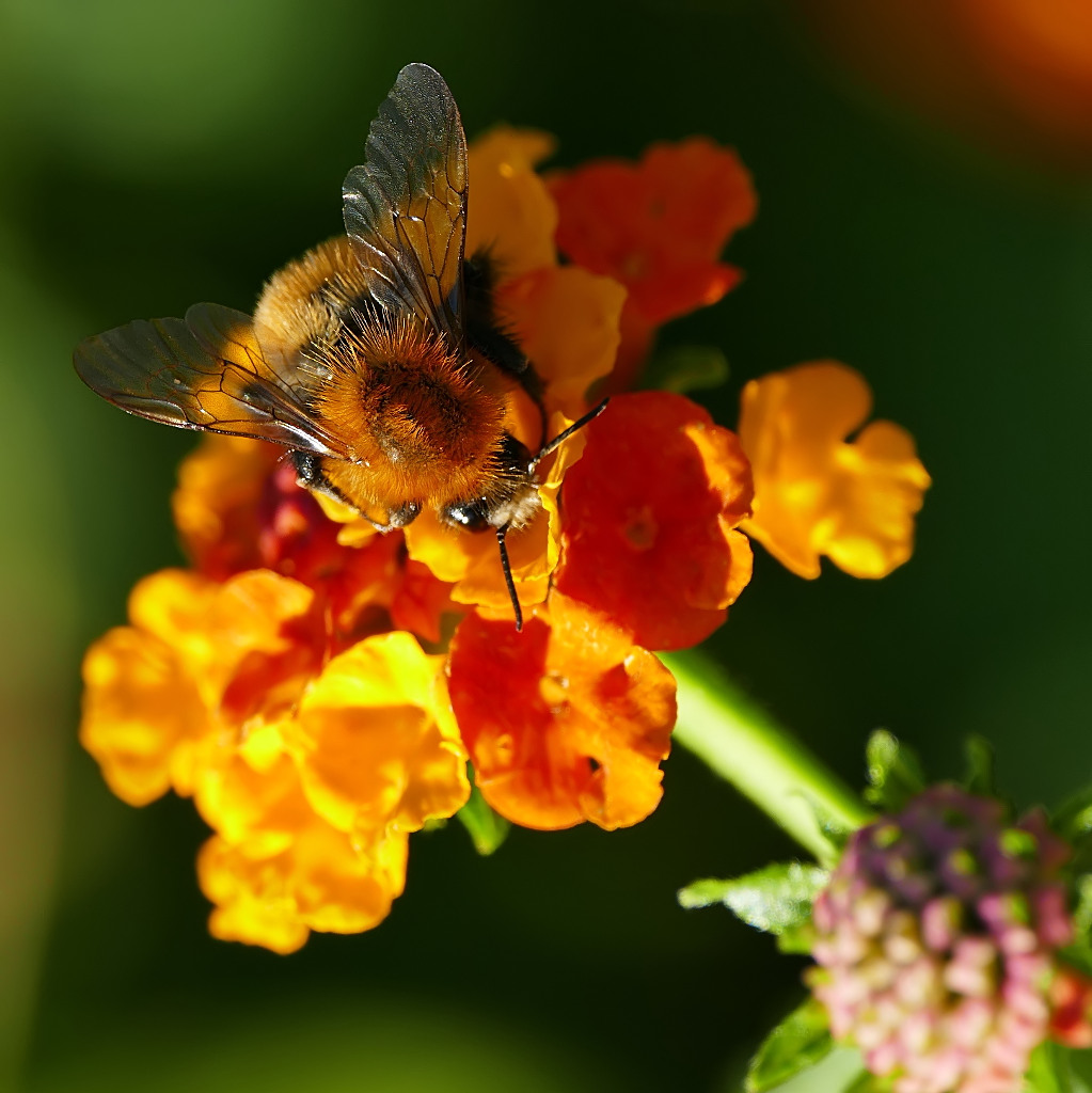 *** Il Barone Rosso ***