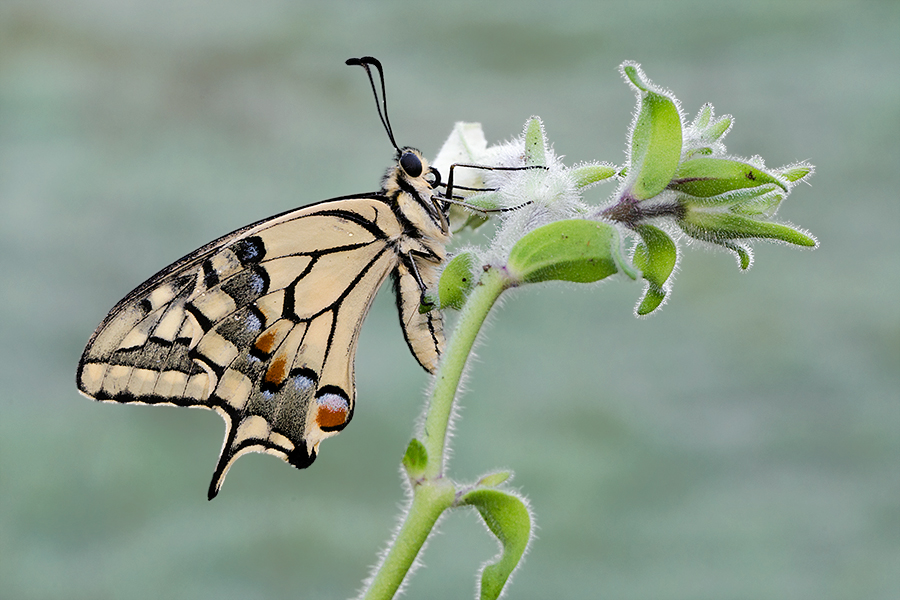 Papilio Machaon