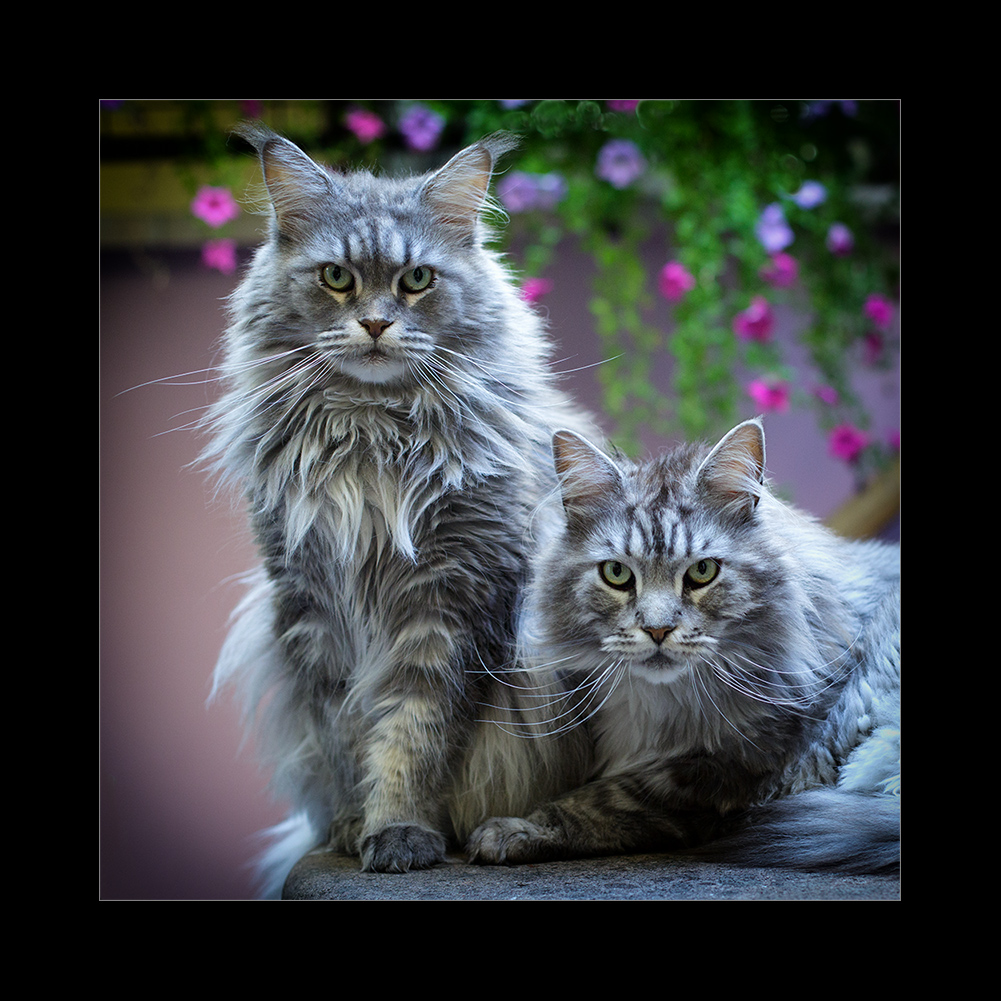 La regina ed il folletto.