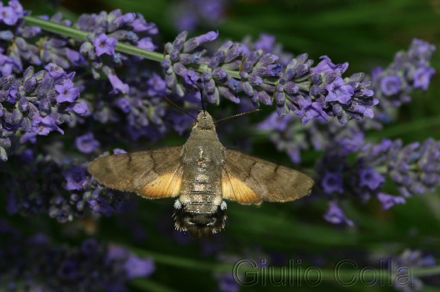 Macroglossa stellatarum