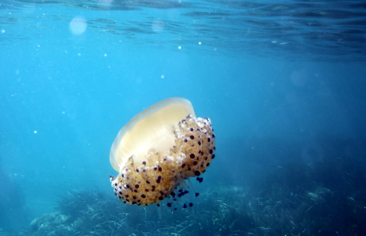 incontri sotto il mare