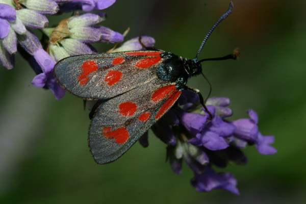 Zygaena purpuralis