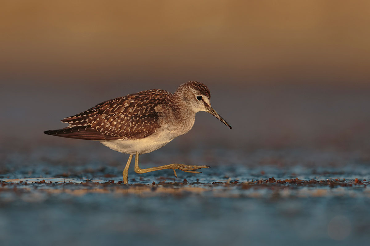 piro piro boschereccio