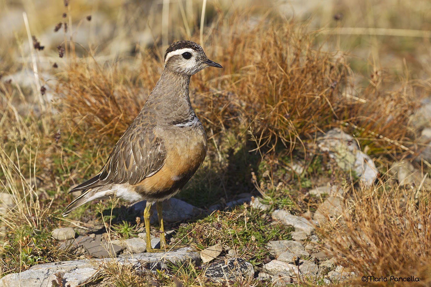 Piviere tortolino (Charadrius morinellus)
