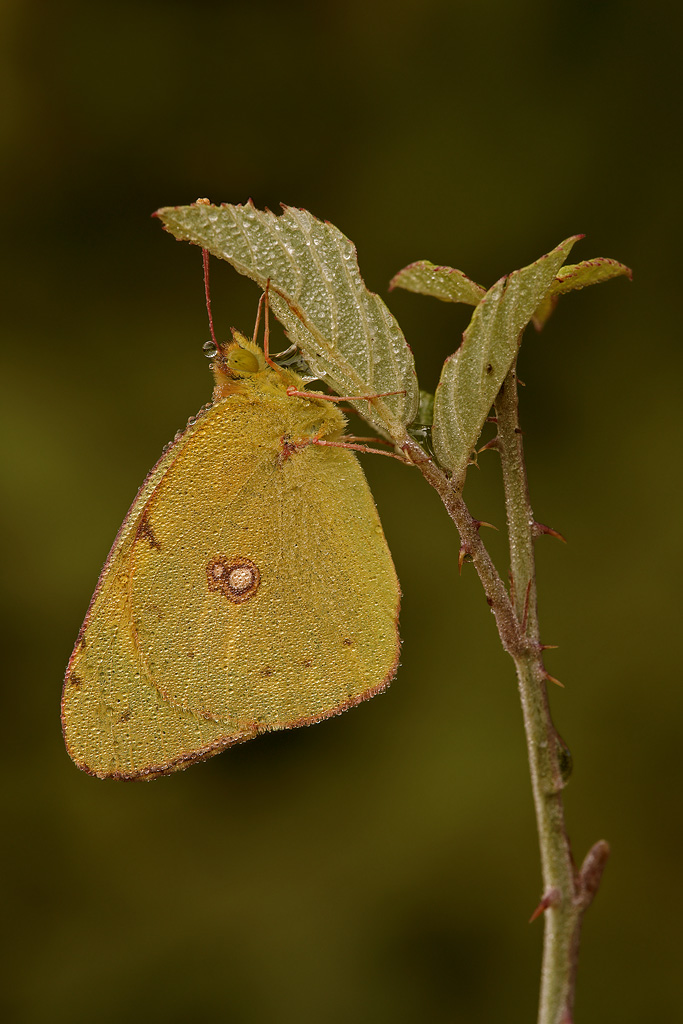 Colias crocea