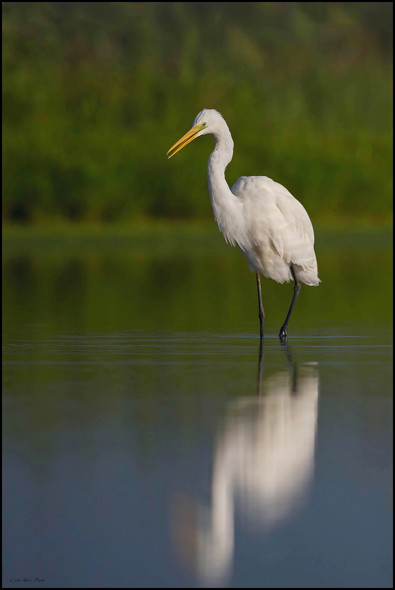 Airone Bianco Maggiore