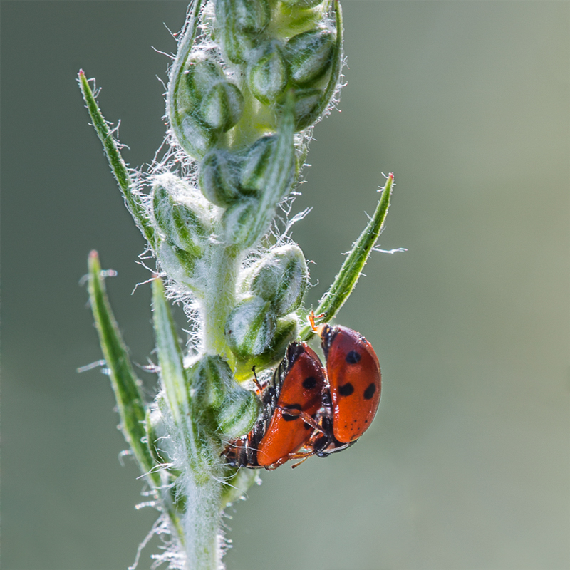 Coccinelle