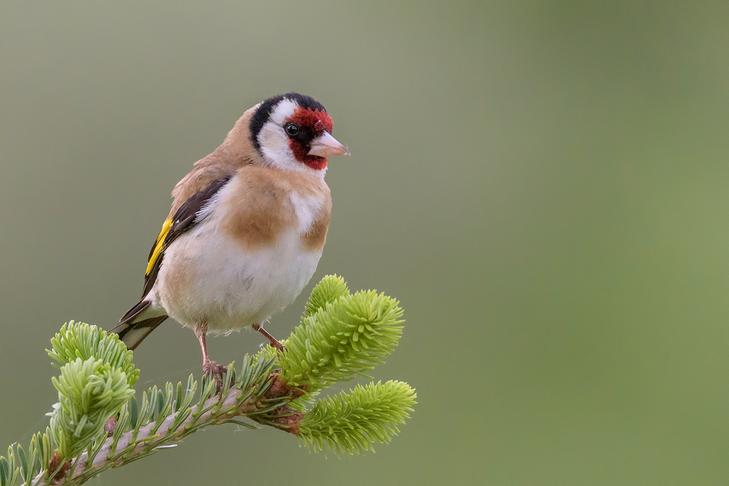 Un vicino di casa...