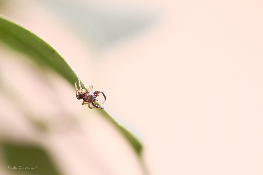 Non faccio foto di fiori