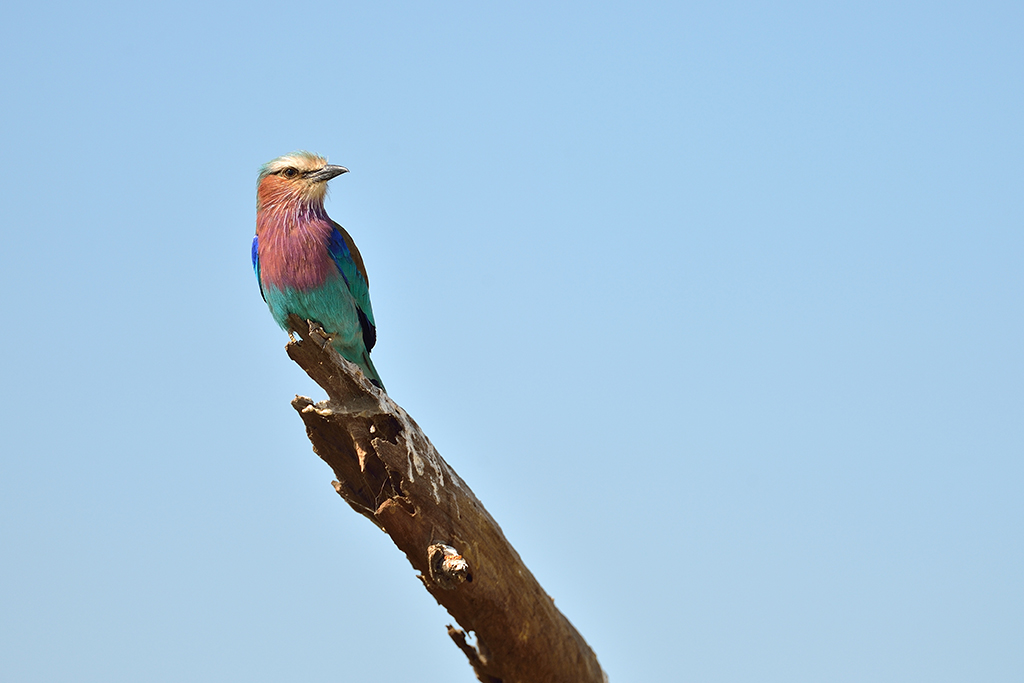 Ghiandaia pettolilla