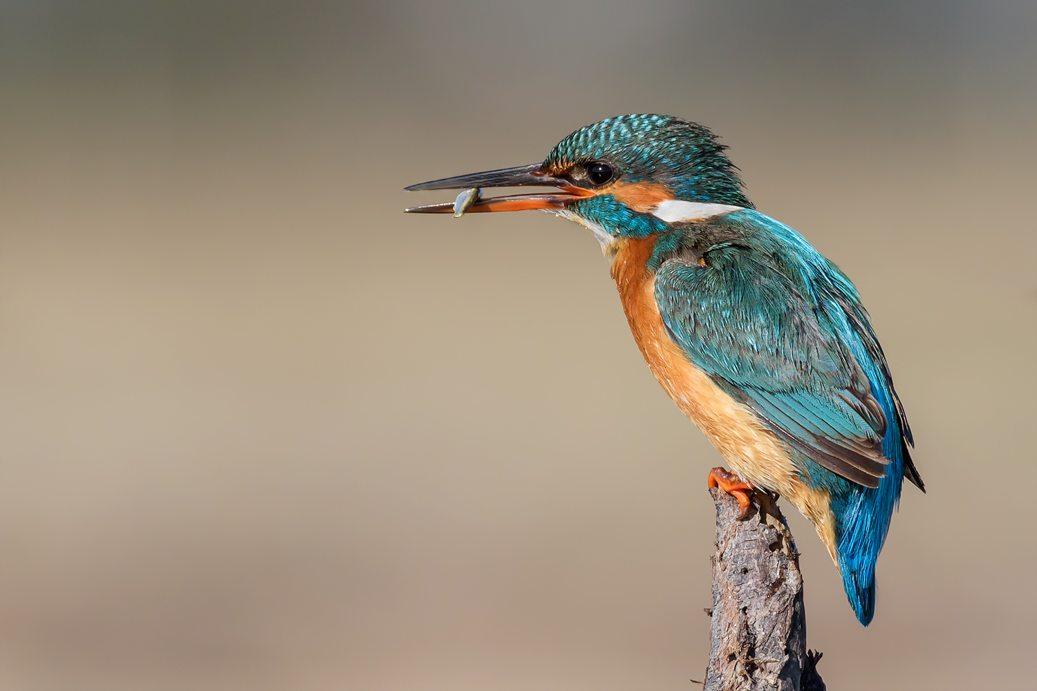 Lo spuntino del martino