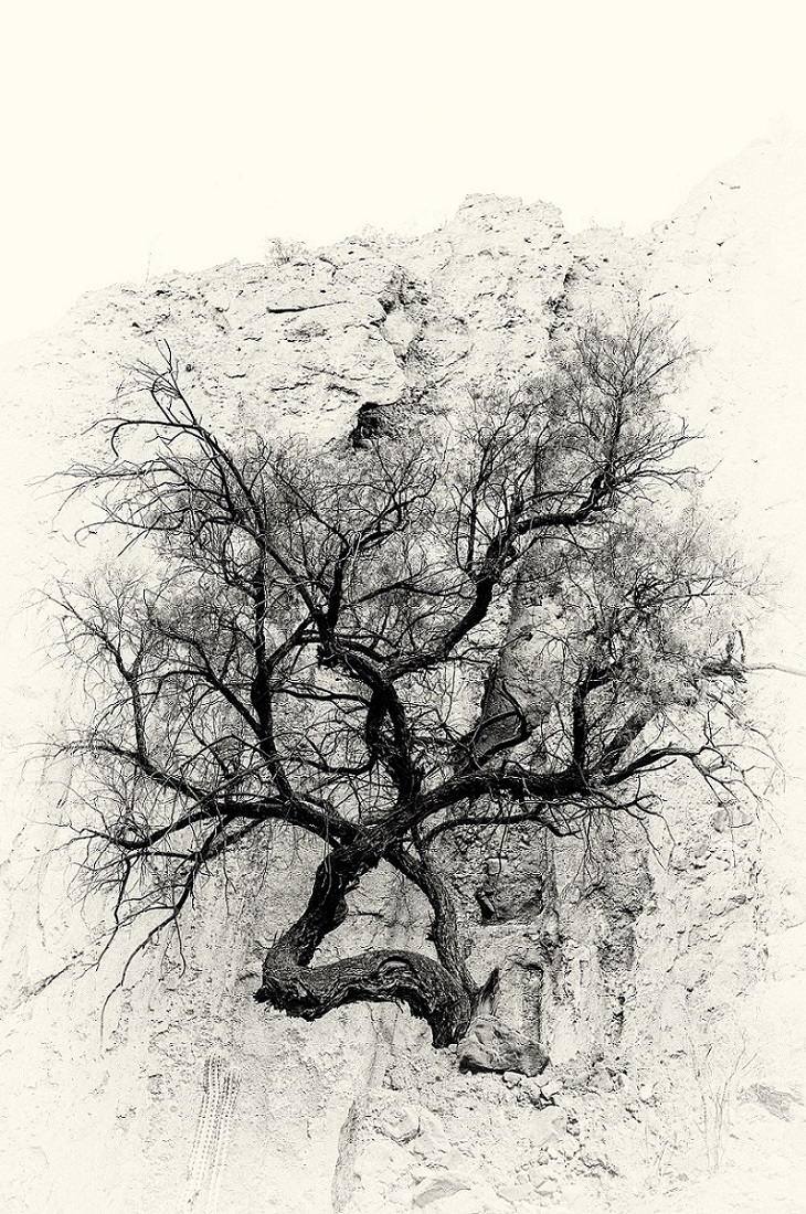 un albero nella roccia