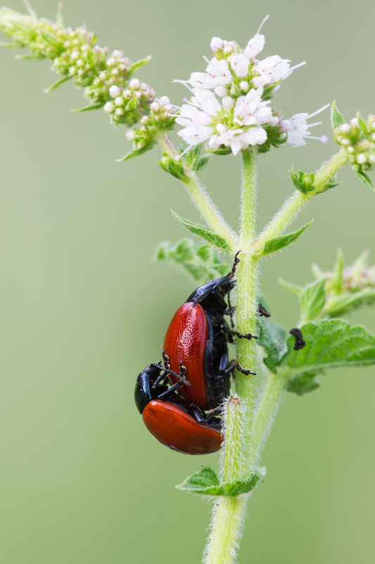 All you need is love.....na nanana