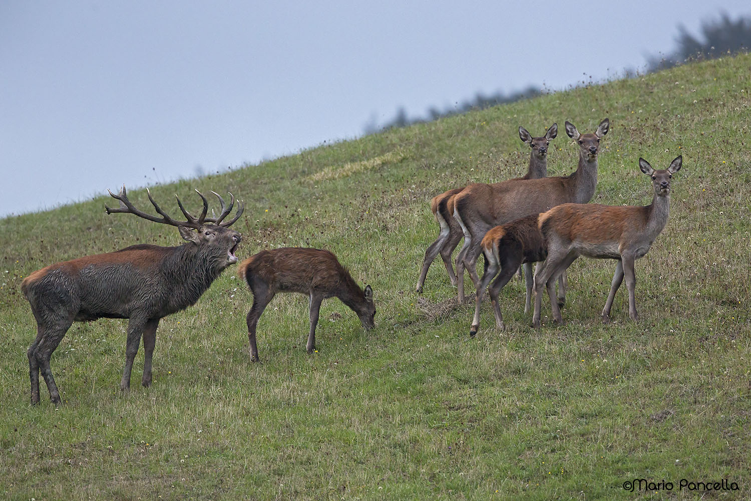 Famiglia al completo