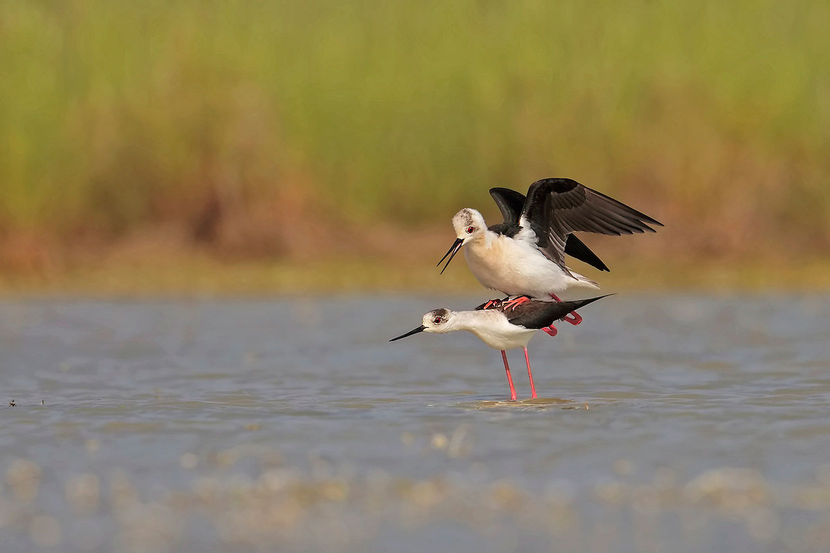 Accoppiamento Cavalieri d'Italia