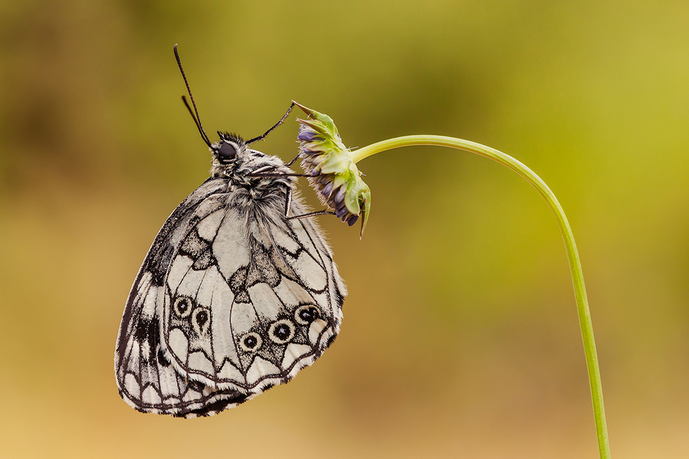 Melanargia galathea