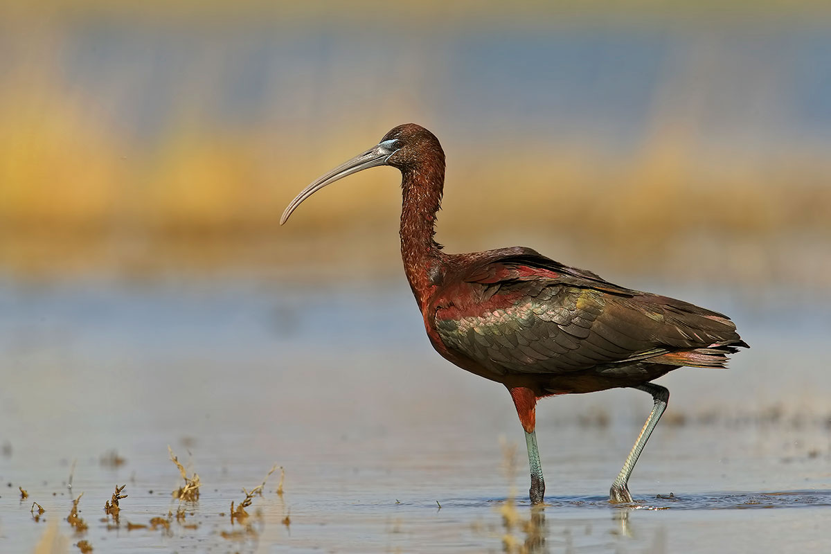 foto eliminata Mignattaio
